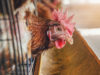 60% of the world’s eggs are cage-eggs