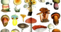 Which of these mushroom could kill you?