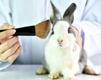 Animals tortured from birth to death for animal testing