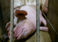 Sows are kept in small stalls and crates for up to 105 days!