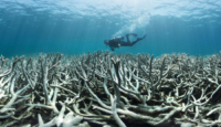 The colour is draining from the world’s coral reefs – it’s time to save them!