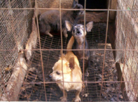 When you buy, another dog will die!