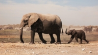 Elephants extinct by 2025?