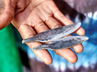 Protect Young Girls from Female Genital Mutilation