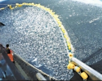 The biodiversity of the ocean is under attack – by humans.