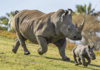 3 out of 5 rhino species critically endangered