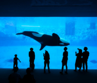 A concrete prison is no place for marine wildlife