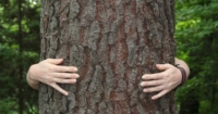 Iceland recommends hugging trees instead of people